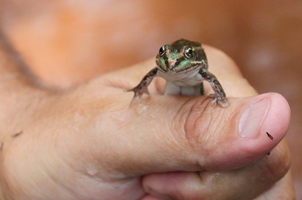 Endangered frogs, tadpoles released in wild   
