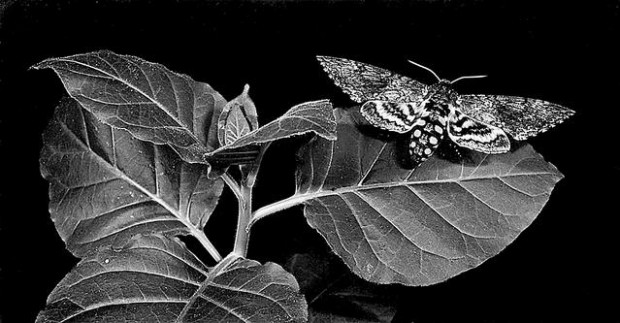 Beautiful bugs  