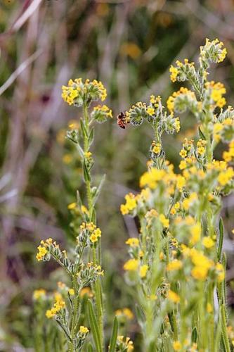 Wildflowers: Grow wild grow free  