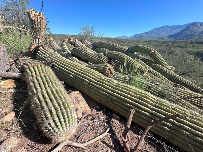 Catalina State Park loses ‘granddaddy’ saguaro
