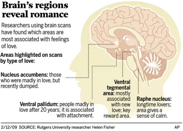Why do we love? Answer deep in brain  