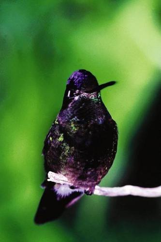 Survey: 5 must-see bird species live in S. Ariz.  