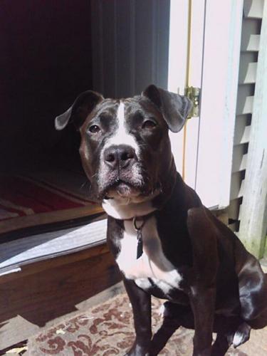 Adam Arroyo's pit bull Cindy, who was killed by police during raid