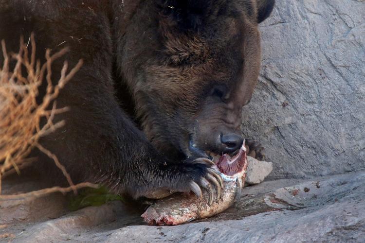 Reid Park Zoo Animal Series