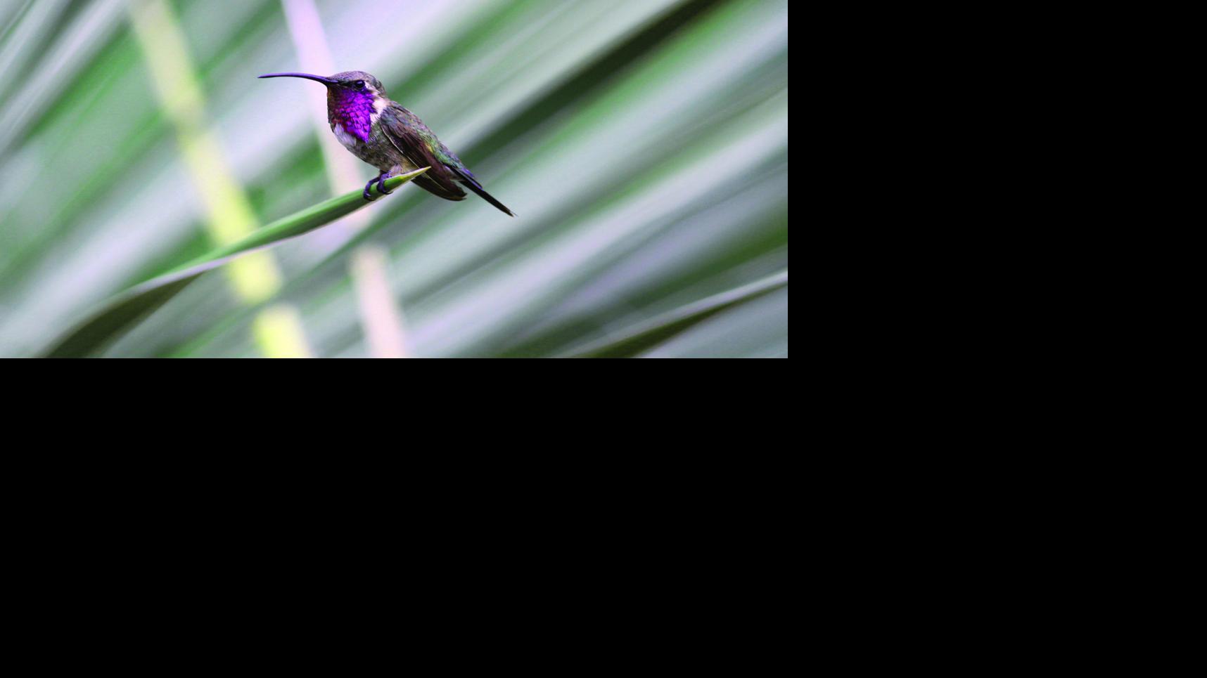 14 Plants To Bring Hummingbirds To Your Yard Home Garden