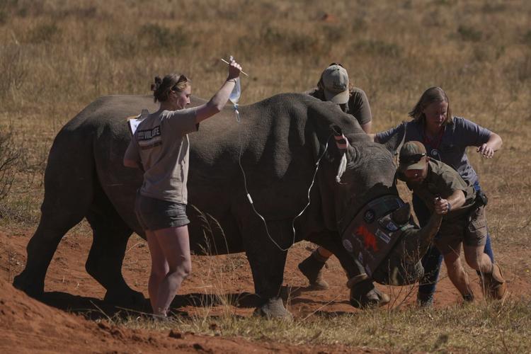 South Africa Radioactive Rhinos