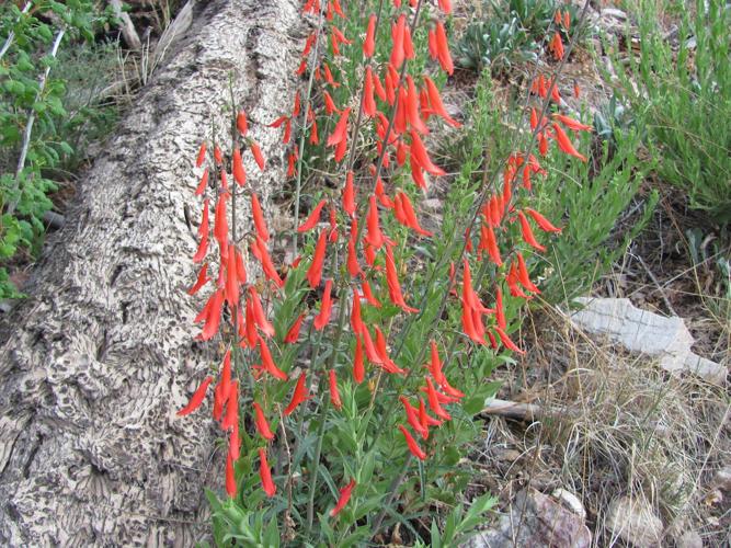 Wildflowers blooming