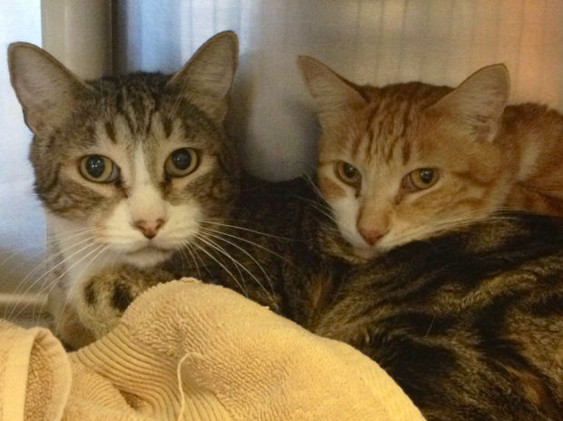 Pima Animal Care Center