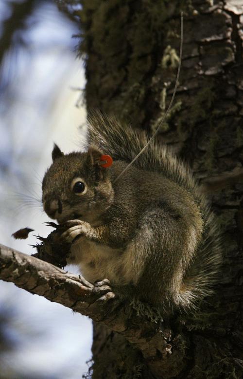 Mount Graham red squirrel makes comeback, but not out of the woods yet