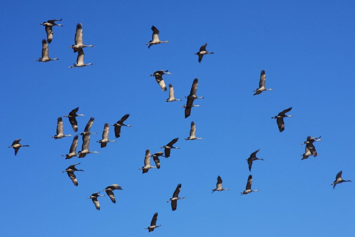 Sandhill cranes in flight