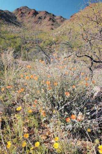 Wildflowers: Grow wild grow free  