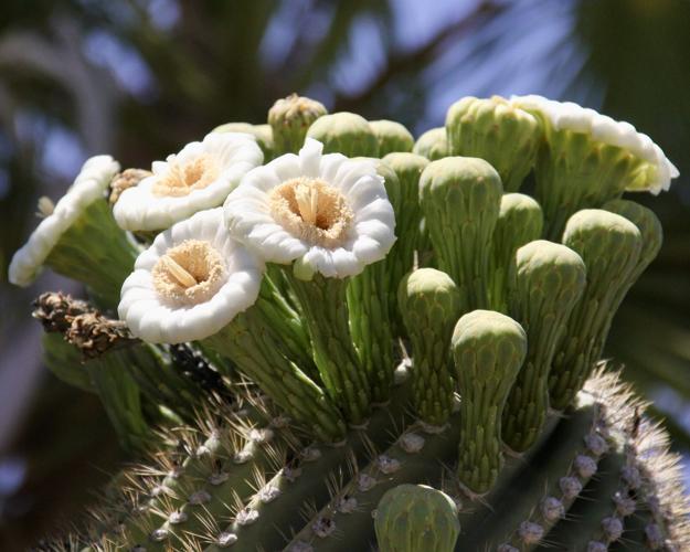 Saguaro blooms 2022