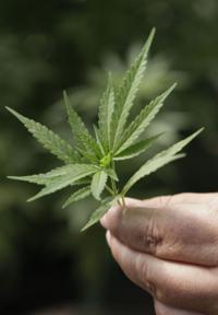 Arizona cops need more than skunky pot smell to bust in