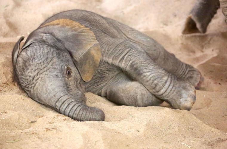 Baby Elephant born at Reid Park Zoo