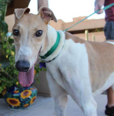 Adopt a Friend: Morris