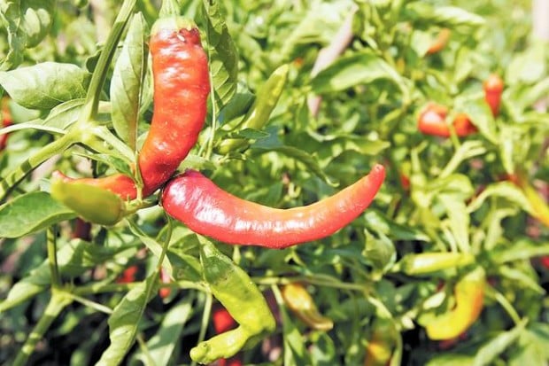 Growing appetite: Northwest-side farm can't keep up with demand for its produce  