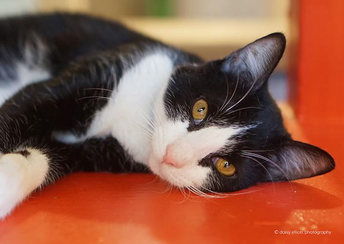 Adopt a friend: Basmati