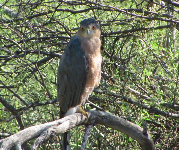 Cooper's hawk