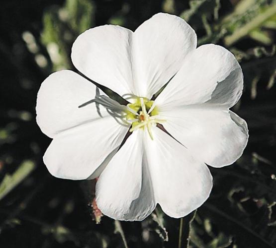 Wildflowers: Grow wild grow free  