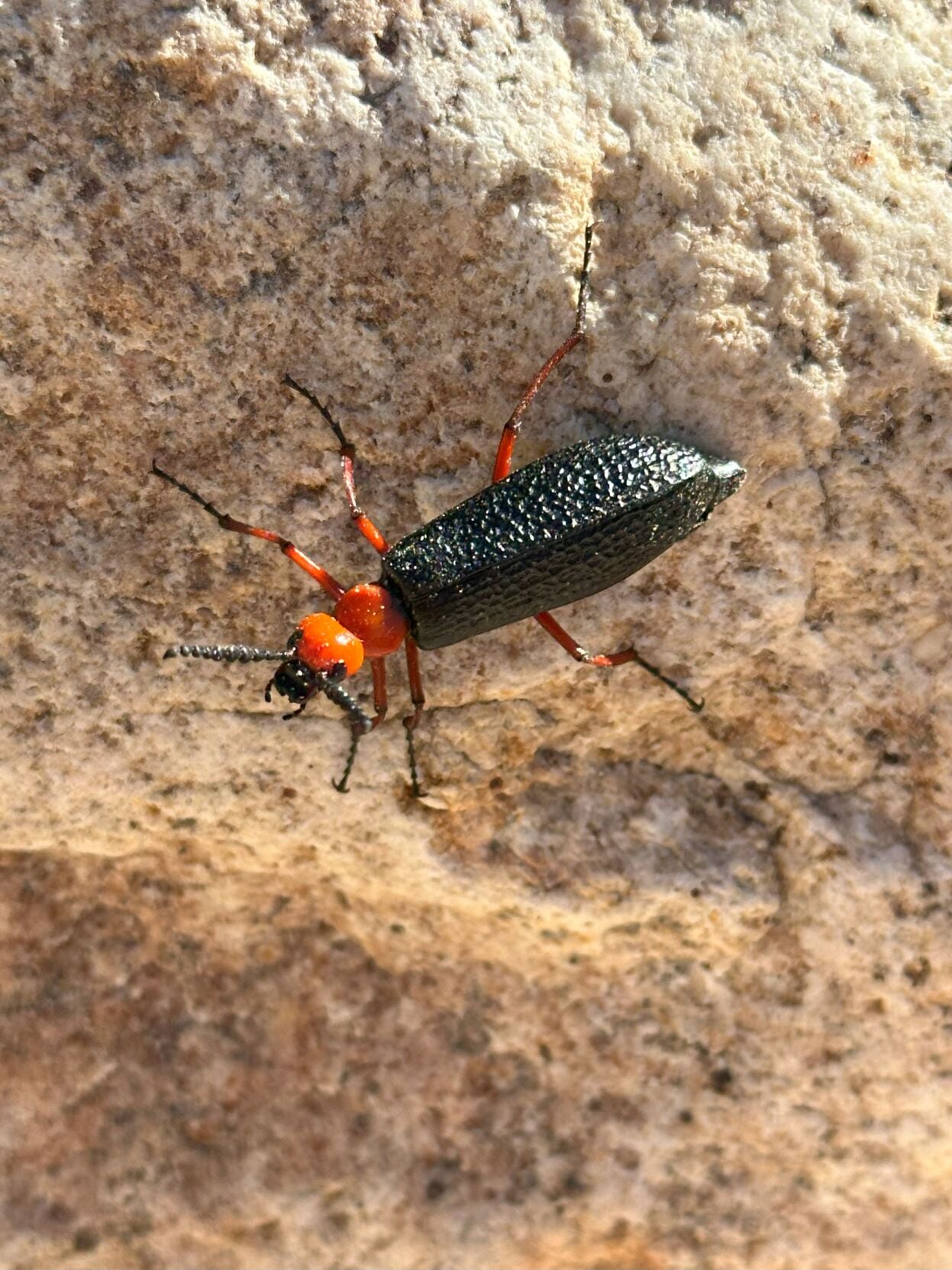 blister-beetle