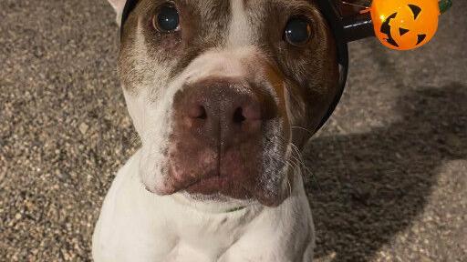 Adopt a Friend: This week’s pets up for adoption