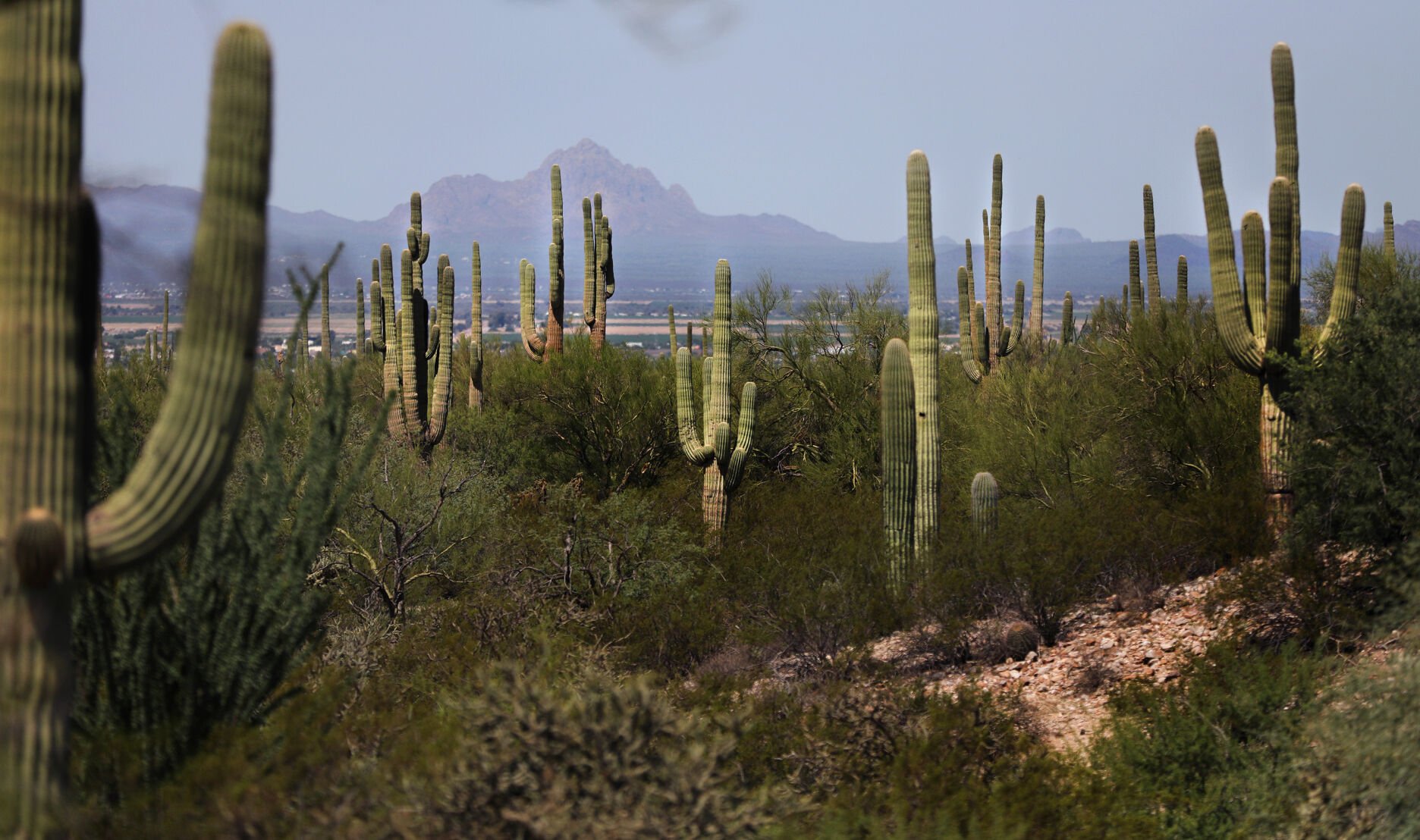 Saguaros