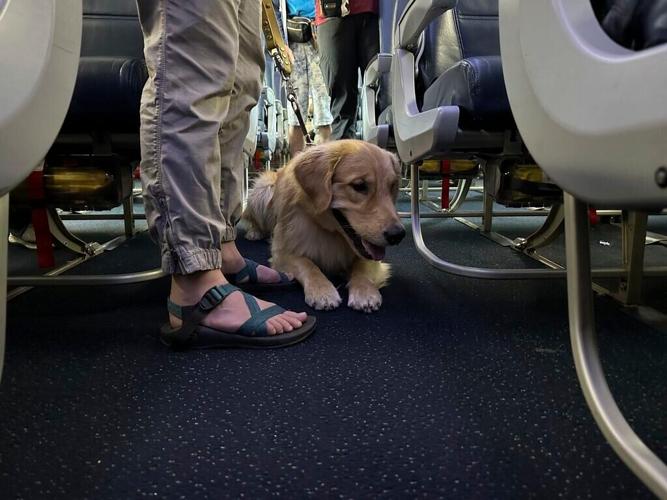 Airport Puppy Training