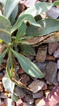 Battling catepillars