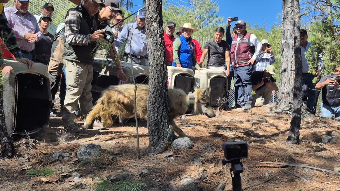 Mexican gray wolf crosses Arizona-Mexico border at one of the last gaps in the wall