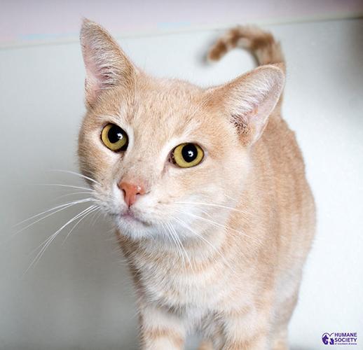 Adopt A Friend: Falafel