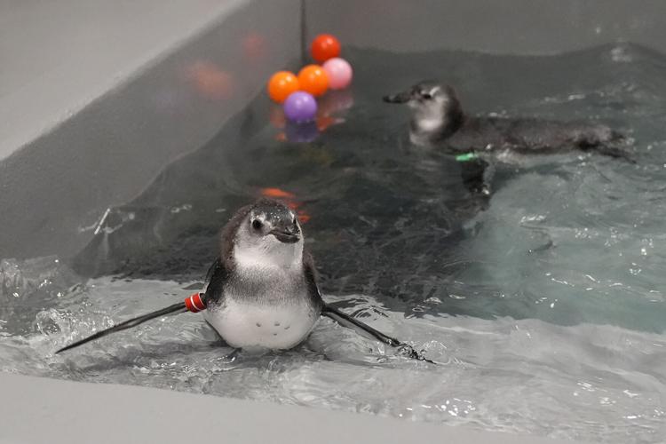 Baby Penguin Boom