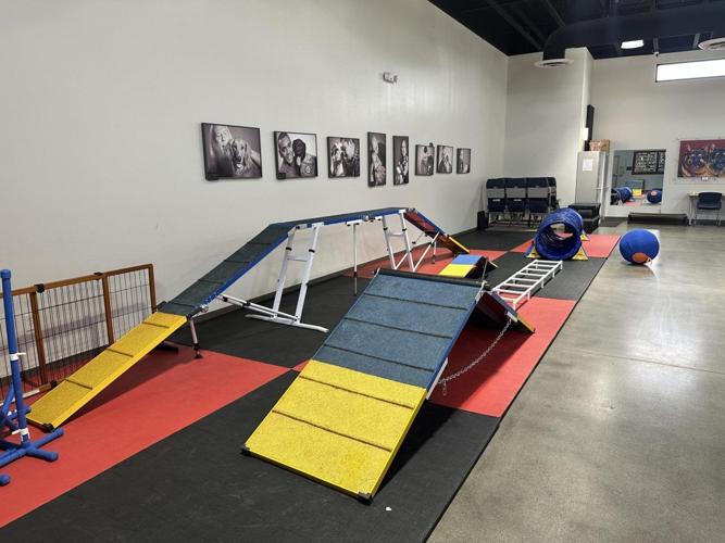 Service dogs for vets