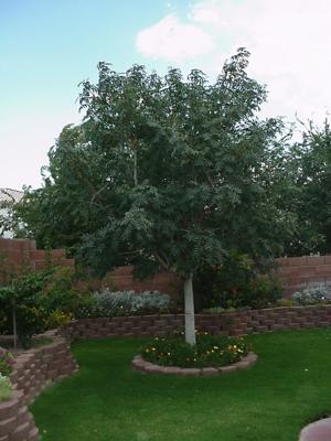 Arizona Pistachio Nursery