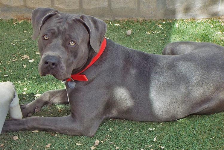 Adopt a friend: Vinnie