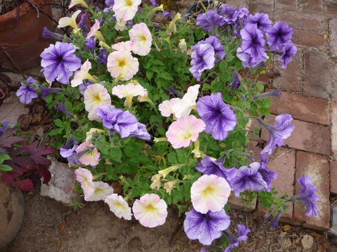 With autumn here soon, it's time for fall planting