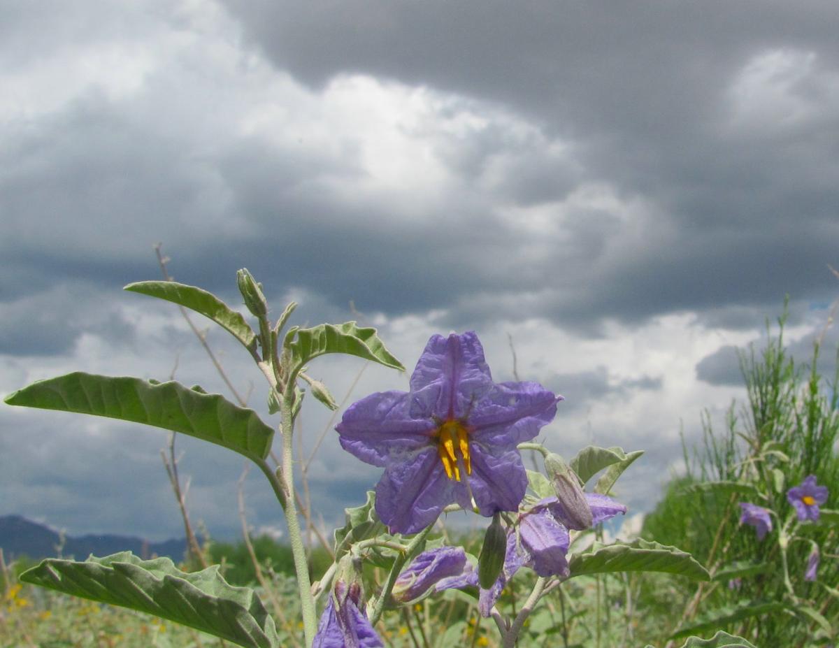 Purple blooms