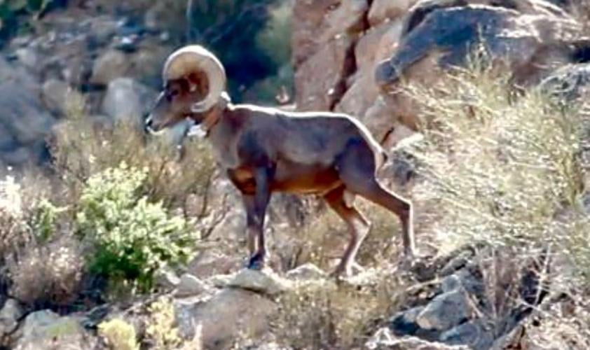 Bighorn sheep in Catalina Mountains