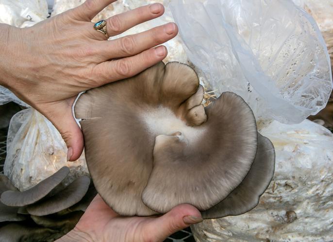 Arizona Mushroom Growing Group