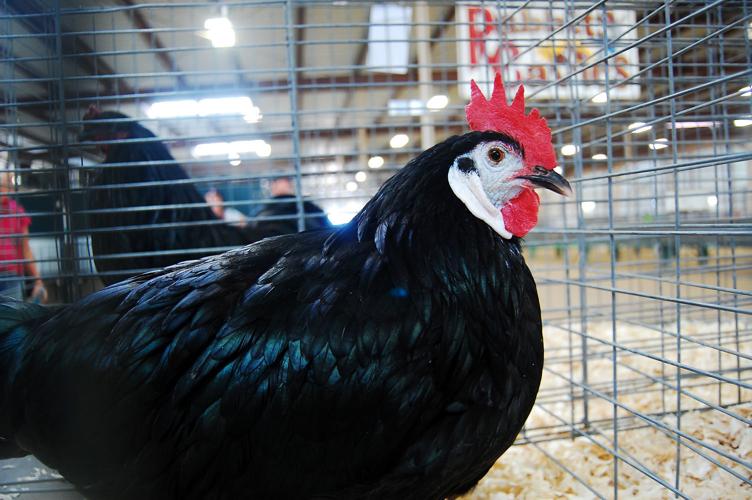 Pima County Fair's poultry show