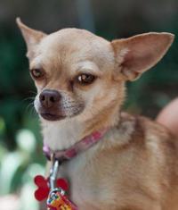 Photos: Adopt a friend