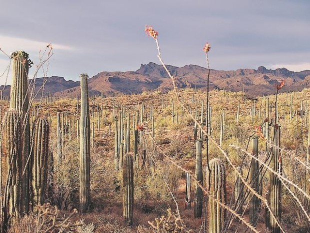 Desert treasures  