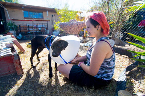 Hercules the dog with new foster owner, Anyssa Barker