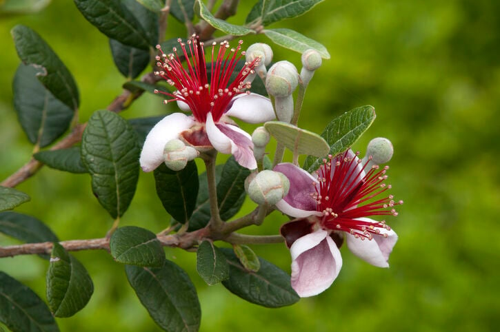 Blossoms of a acca sellowiana, pineapple guava tree