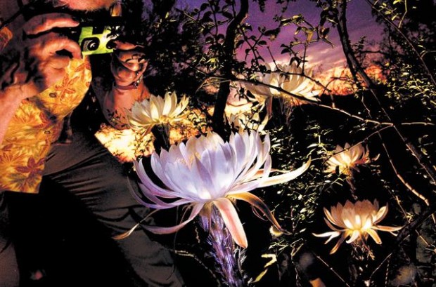All hail the Queen: This secret Tucson spot has more than 100 night-blooming  beauties, Tucson Summer Guide