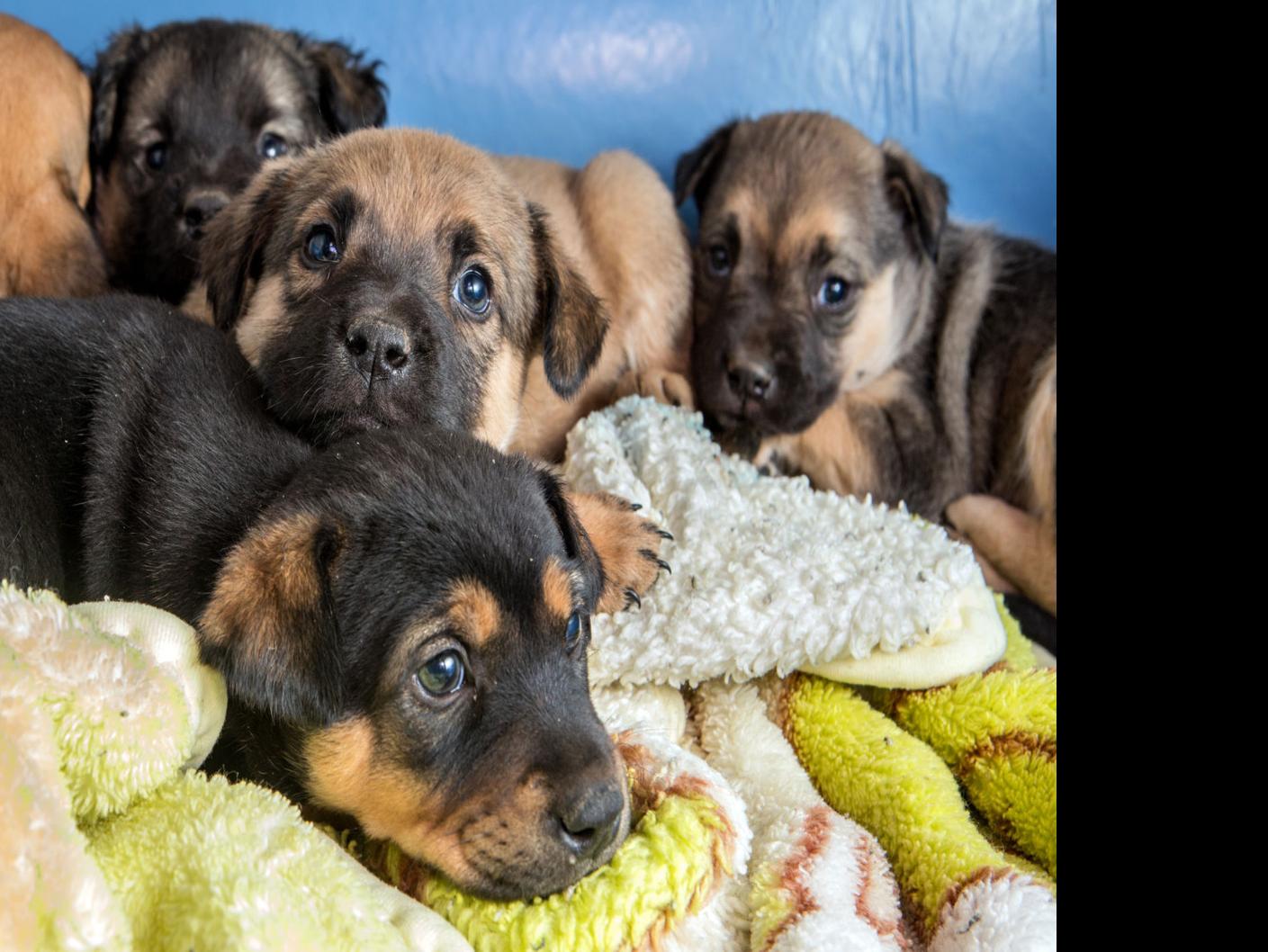 Pacc Hosting Black Fur Day Events With Waived Adoption Fees