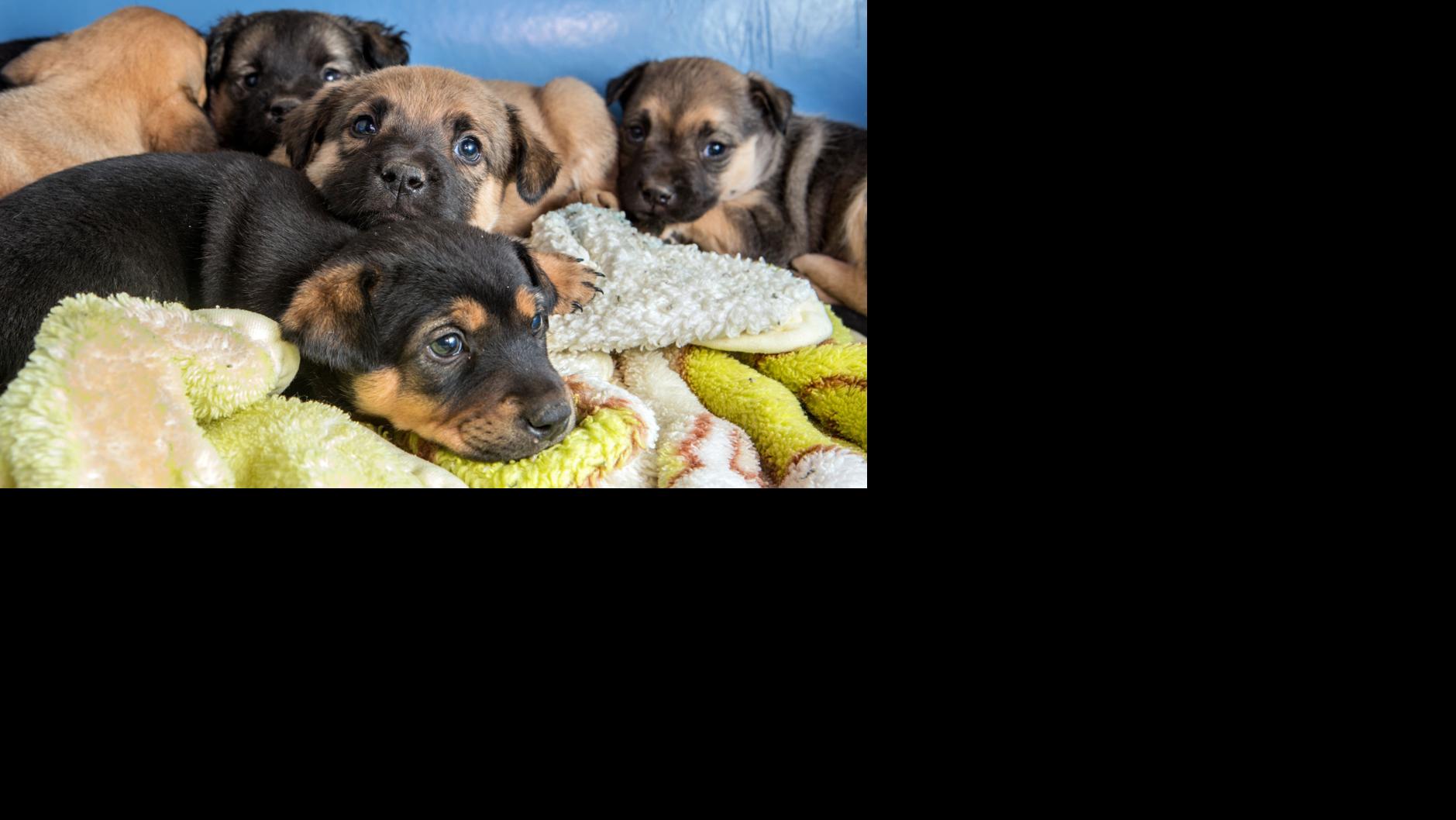 Pima Animal Care Center Offering Free Dog Adoptions Through Sunday Local News Tucson Com