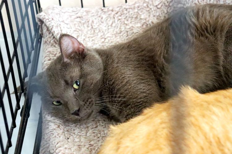 Buffalo County Humane Association