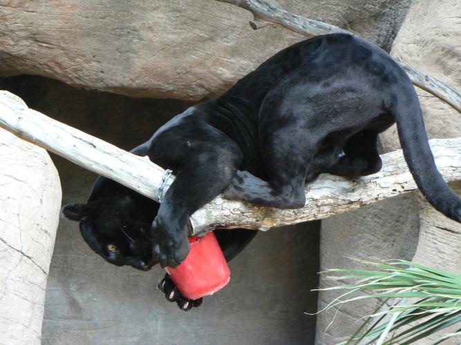 Jaguar blood transfusion