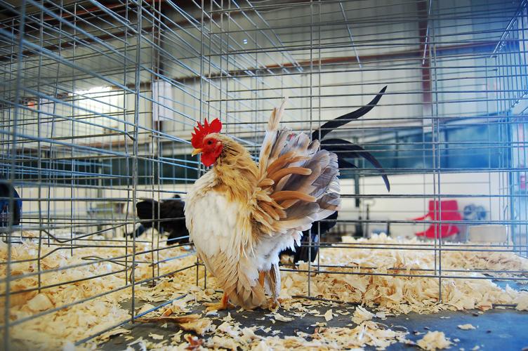 Pima County Fair's poultry show