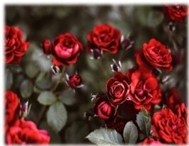 Roses.jpg